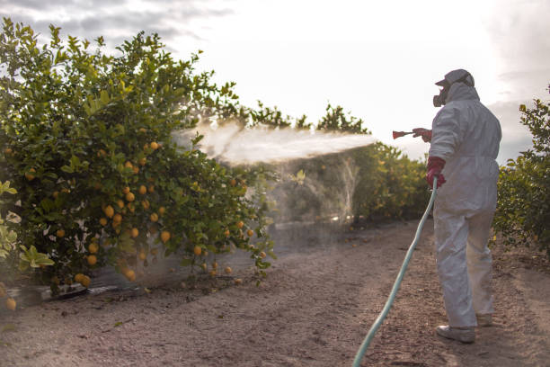 Best Flea Control Services  in Pahokee, FL